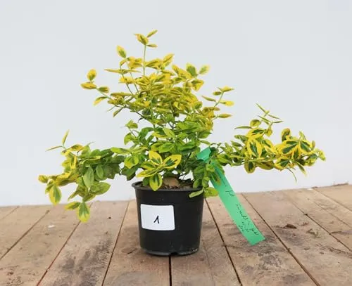 Euonymus fortunei 'Emerald'n Gold' 15–20 cm – Immergrün, Winterhart, Pflegeleicht – Kriechspindel – Bodendecker für Garten & Beet