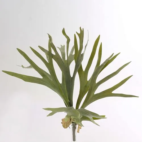 artplants.de Künstlicher Geweihfarn George, 40 cm hoch, 50 cm Durchmesser - Natürliche Optik mit 8 detailreichen Textilblättern in verschiedenen Grüntönen. Ideal für die Dekoration von Büros und Wohnräumen. Einfach zu platzieren mit Steckstab.