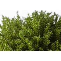 Hebe New Zealand Strauchveronika Grün 12–16 cm