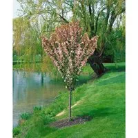 Malus Adirondack Zierapfel - Kompakt und Robust - Hausbaum mit leuchtend weißen Blüten im Frühling und kleinen roten Zieräpfeln im Herbst. Pflegeleicht, bienenfreundlich und ideal für jeden Garten.