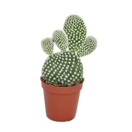 Exotenherz Kaktus Opuntia microdasys albata - weisstachliger Ohrenkaktus - im 5,5cm Topf
