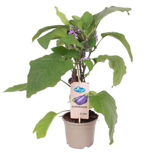 Produktbild Auberginenpflanzen 'Pick-&-Joy® Aubergine', Topf-Ø 14 cm, 2 Pflanzen