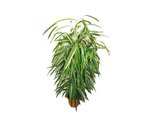 Exotenherz Ficus binendijkii Alii - langblättrige Birkenfeige 17cm - Beliebte Zimmerpflanze mit langen, hängenden Blättern. Pflegeleicht und ideal für helle bis halbschattige Standorte. Ein attraktiver Blickfang für Ihr Zuhause!