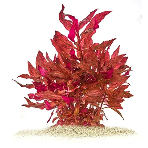 Alternanthera reineckii Rosanervig - Rosanerviges Papageienblatt in vitro XL - 8,5cm Bechergröße - Mittelgrund Wasserpflanzen für Aquarien