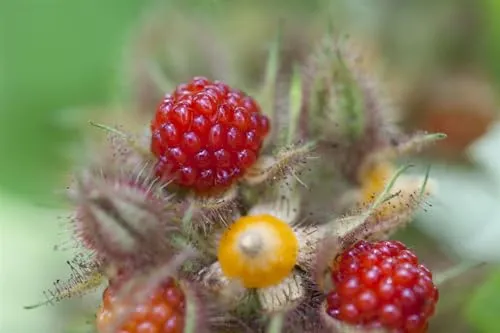 Rubus phoenicolasius 30-40 cm – Winterhart, Mehrjährig, Pflegeleicht – Japanische Weinbeere – Obststrauch für Garten & Naschhecke