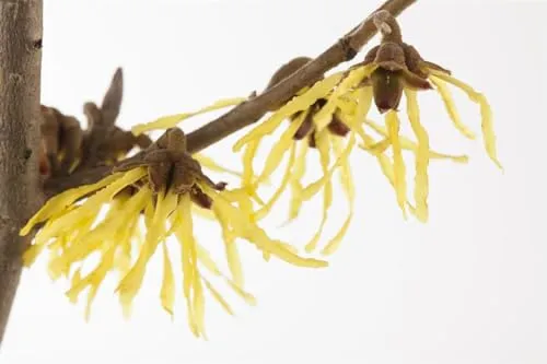 Hamamelis intermedia 'Pallida' - Zaubernuss mit leuchtend gelben Blüten - Winterharte Zaubernuss mit leuchtend gelben Blüten, die Bienen anzieht. Ideal für halbschattige bis sonnige Standorte, pflegeleicht und perfekt für Gartenanfänger.