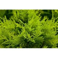 Chamaecyparis,awsoniana 'Stardust' 15-20 cm