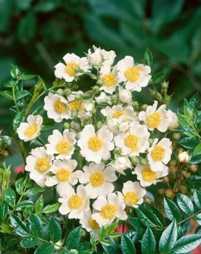 Rosa arvensis 40-60 cm – Winterhart, Mehrjährig, Pflegeleicht – Feldrose – Heckenpflanze für Garten & Sichtschutz