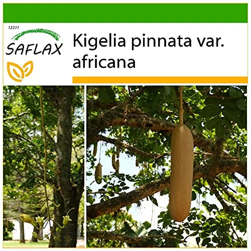 SAFLAX - Leberwurstbaum - 10 Samen - Mit keimfreiem Anzuchtsubstrat - Kigelia pinnata