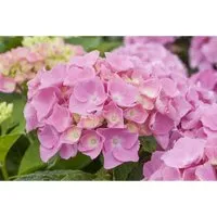 Hydrangea macrophylla 'Early Pink' - Bauernhortensie - Ziergehölz mit kompakter Wuchsform und reicher Blüte in klarem Rosaton, ideal für Beete, Kübel oder als Solitärpflanze in schattigen Bereichen.