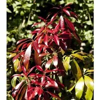 Pflanzen für Dich Gehölze Pieris japonica Red Mill