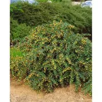 Pflanzen für Dich Gehölze Berberis candidula Jytte, 1 St. - Ziergehölz mit immergrünen, ledrigen Blättern und dekorativen Dornen. Ideal für Vorgärten, als Einfassung oder Kübelpflanze – pflegeleicht und frosthart.