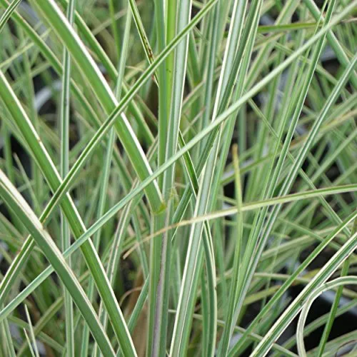 Blumixx Stauden Miscanthus sinensis 'Morning Light' - Chinaschilf, im 1,0 Liter Topf, silbrig blühend
