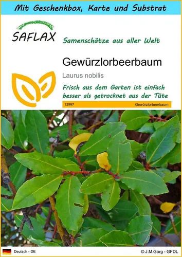 SAFLAX Blumensamen SAFLAX - Geschenkset - Gewürzlorbeerbaum