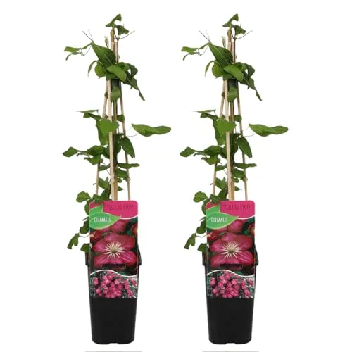 Bloomique - 2er-Set - Clematis Ville de Lyon - Waldrebe - Dunkelrosa - Kletterpflanzen - Gartenpflanzen - Winterhart - Topf 15 cm - 70-80 cm hoch