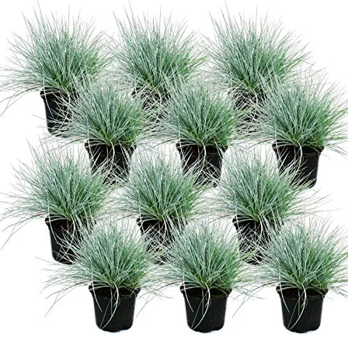 Exotenherz Blauschwingelgras - Festuca glauca - 9cm Topf - Pflegeleichtes Ziergras mit intensiv blauer Blattfärbung. Ideal für Steingärten und trockene Flächen. Wächst bis 40 cm hoch, blüht im Mai und Juni mit luftigen gelben Rispen. Perfekt für sonnige Standorte!