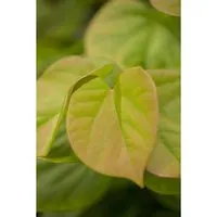 Chinesischer Judasbaum Cercis chinensis Avondale - Bäume, Sträucher & Hecken – Kompakter, kugelige Wuchs mit purpurrosanen Blüten, ideal für sonnige und windgeschützte Standorte.