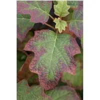 Hydrangea quercifolia 'Burgundy' - Eichenblatthortensie mit burgunderroten Blüten - Pflegeleichte und winterharte Eichenblatthortensie, ideal für Rabatten. Dunkelviolette Blüten ziehen Bienen und Schmetterlinge an, perfekt für halbschattige Standorte.