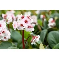 Bergenia cordifolia 'Silberlicht' - Wintergrüne Staude - Robuste Bergenia 'Silberlicht' mit eleganten weißen Blüten, ideal als pflegeleichter Bodendecker oder Kübelpflanze. Setzt frische Akzente im Garten und bleibt ganzjährig attraktiv.