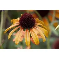 Echinacea Purpurea Tangerine Dream R Ca. 11x11 cm Topf