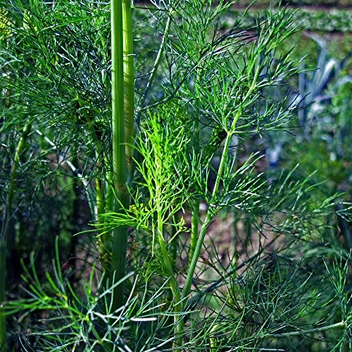 Dill (Anethum graveolens) 600 Samen Dille Gurkenkraut