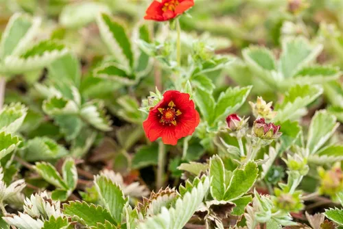 Pflanzen für Dich Bodendecker Potentilla atrosanguinea, 1 St., Blut-Fingerkraut, Dunkelrotes Fingerkraut, tiefrot, langblühend