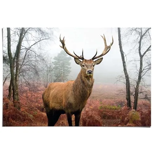 REINDERS Poster, Hirsch im Wald, Schlafzimmer, Poster, Wanddeko, Room Decor, Bilderdruckpapier, Braun, 61 x 91,5