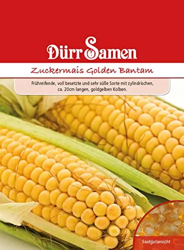 Dürr-Samen - Zuckermais Golden Bantham Saatgut