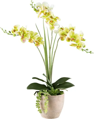 Kunstorchidee Phalaenopsis 55 cm mit Sukkulenten - Hochwertige Kunstorchidee im eleganten Zementtopf, mit Real Touch Effekt für ein natürliches Ambiente. Ideal zur Dekoration von Fenstern oder dunklen Ecken.