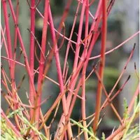 Produktbild Roter Hartriegel 125-150cm - Cornus sanguinea