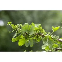 Ginkgo Biloba Troll Fächerblattbaum