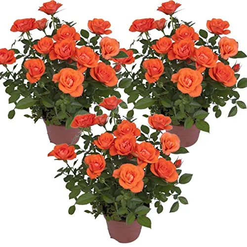 Bloomique - 3er-Set - Topfrosen Orange - Für drinnen und draußen geeignet - Zimmerpflanzen - Gartenpflanzen - Terrassenpflanzen - Winterhart - 20-30 cm Hoch - Topf 12 cm
