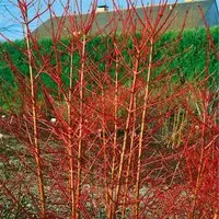 Cornus Sanguinea Annys Winter Orange - Roter Hartriegel mit leuchtend orangefarbenen Zweigen - Sträucher mit spektakulärem Farbspiel im Winter. Pflegeleichte, winterharte Pflanze ideal für Hecken und Rabatten, erreicht bis zu 250 cm Höhe.