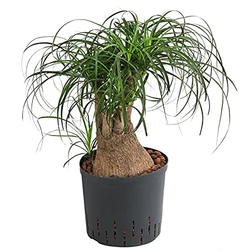 Dehner Elefantenfuß in Hydrokultur, 55 cm