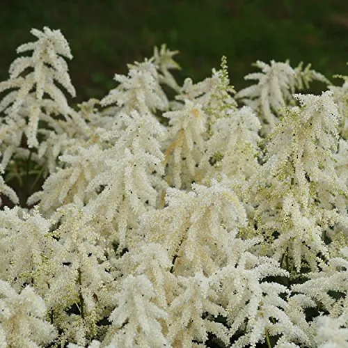 Prachtspiere Astilbe Japonica-Hybr. 'Deutschland' - Staude winterhart weiß