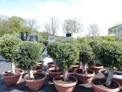 Bonsai Kugel Olivenbaum 140 - 170 cm - Bäume, Sträucher & Hecken – Einzigartiger Olea Europaea mit knorrigem Stamm und prachtvoller Krone, ideal für Garten und Terrasse.