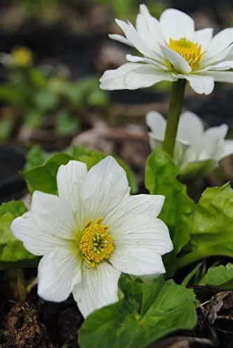 Caltha palustris var. alba 9x9 cm Topf – Winterhart, Mehrjährig, Pflegeleicht – Weiße Sumpfdotterblume – Uferpflanze für Teichrand & Sumpfbeet