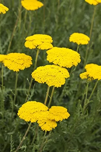 Achillea filipendulina 'Parker' 9x9 cm Topf – Winterhart, Mehrjährig, Pflegeleicht – Gold-Garbe – Beetstaude für Garten & sonnige Beete