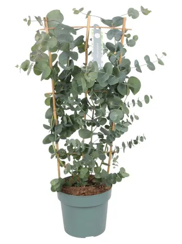 meinvipshop Topfpflanze Eukalyptus 40 cm XXL