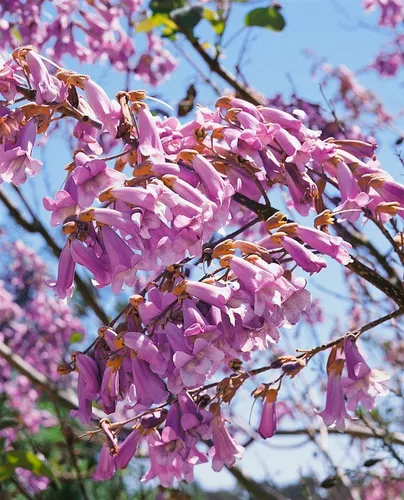 Produktbild Paulownia Tomentosa Blauglockenbaum 150–200 cm
