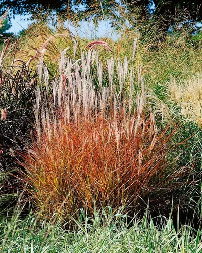 Pflanzen für Dich Gräser Miscanthus sin. var.purpurascens, 1 St., Chinaschilf, Purpur-Miscanthus, Purpur-Chinaschilf, rotbraun, herbstfärbung