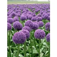 Allium Macleanii Globemaster Zierlauch Ca. 11x11 cm Topf