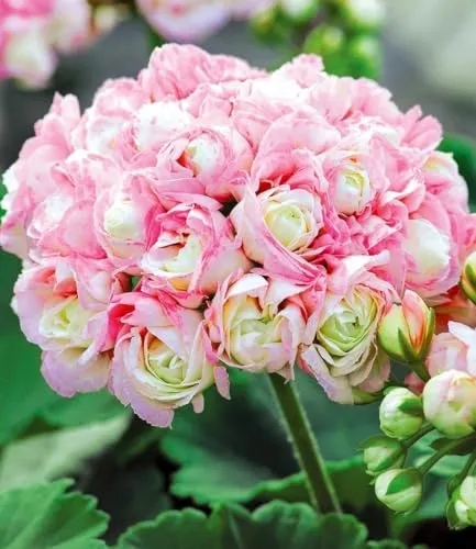 BALDUR Garten Balkonpflanze Stehende Geranie 'Appleblossom', 9 St. - Die stehende Geranie 'Appleblossom' begeistert mit auffälligen Blüten in Weiß-Rosé und ist ideal für Balkonkästen oder Kübel. Pflegeleicht und blühfreudig von Mai bis Oktober, bringt sie Farbe in Ihr Zuhause.