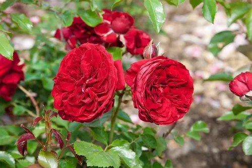 Pflanzen für Dich Rose Rosa Rotkäppchen - Die bezaubernde Rose ‘Rotkäppchen’ begeistert mit leuchtend roten Blüten und robustem Wuchs. Ideal für Beete, Rabatten oder als Kübelpflanze – pflegeleicht und blühfreudig von Juni bis Herbst.