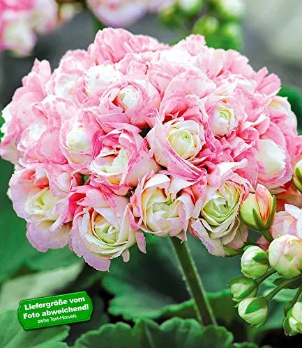 BALDUR Garten 3x Stehende Geranie 'Appleblossom'