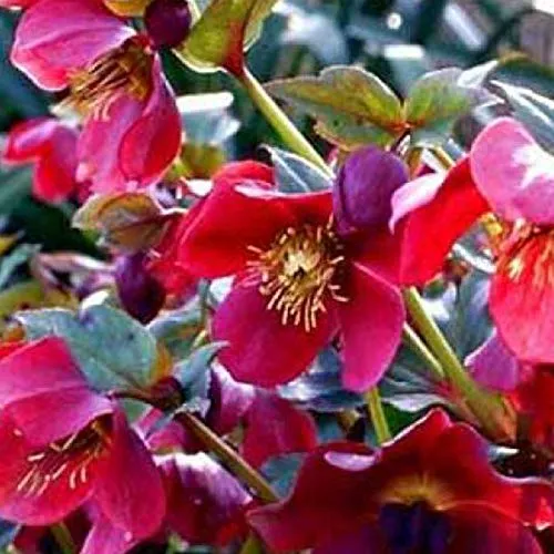 Schneerose 'Red Lady' - Helleborus Orientalis 'Red Lady': Dunkelrote Christrosenblüten. 6 x