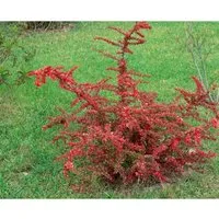 Berberis thunbergii 'Green Carpet' - Grüner Teppich-Berberitze - Ziergehölz mit kompakter, dichten Wuchsform, ideal als Bodendecker oder niedrige Hecke. Pflegeleicht, winterhart und bietet Nahrungsquelle für Bestäuber.