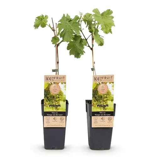 GreenboutiQ - Obstpflanze - Weiße Traube - Vitis vinifera Frühzeit von der Laan - 2 Pflanzen - Topf 15cm Höhe 50cm