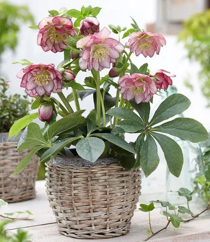 BALDUR Garten Rose Christrose 'Double Ellen® Picotée', 2 St., Weihnachtsschneerose, immergrün, winterhart, reichblühend