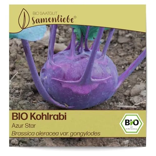 Samenliebe BIO Kohlrabi Samen Azur Star fein süßer Freilandkohlrabi Kohl blau violett 100 Samen samenfestes Gemüse Saatgut für Gewächshaus Freiland und Balkon BIO Gemüsesamen